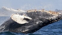 Luxury yacht Whale watching Cabo San Lucas
