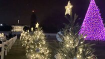 Washington, DC: National Christmas Tree & Holiday Lights Bus Tour