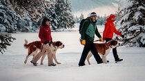 Meet the St. Bernard Dogs in the Swiss Alps with Forest Walk 