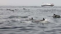 Muscat Dolphin Watching Boat Amazing Trip 