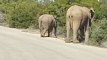 Great safari thru Addo Elephant National Park