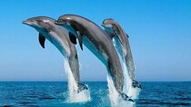 7 Hours Dolphin House VIP Snorkeling, Lunch & Transfer- Hurghada