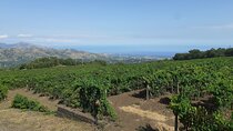 Etna Wine Tasting Tour from Taormina Area 