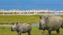 Multi day Tour in Nakuru and Naivasha 