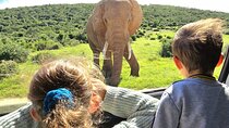 Addo Elephant National Park Full-Day Safari Guided Tour