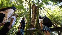 Sanctuary Mountain Ancient Forest Walk & Hamilton Gardens Tour