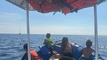 Double Reef Snorkel and Dolphin Watch in Kona