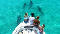 Dolphin Watching and Snorkeling Key West