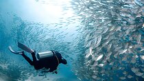 Scuba Diving Full Day Boat Trip W/Lunch & Transfer from Hurghada