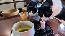 Ethical Rescue Cat Retreat and Matcha Whisking in Kyoto