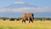 2 Nights 3 days Amboseli National park with 4*4 vehicle