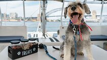 Dogs on Deck Harbour Cruise