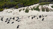 Cape of Good Hope Full-Day Tour: Boulders Beach Penguin Colony 