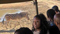 Cape Town Best Safari Tour Including Transport and Lunch 