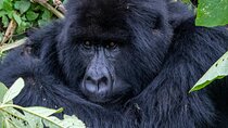 3 Day Rwanda Gorilla Trekking Chimpanzee