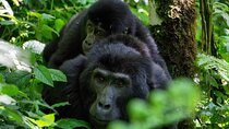 4Day Gorilla Trekking and Queen Elizabeth National Park