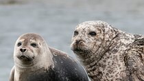 Snæfellsnes Peninsula Tour: Seal Encounters & Coastal Highlights