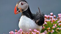 Volcanic Westman Islands & Puffin Tour