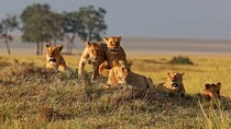 7 Days Kenya Budget Safari In 4WD 