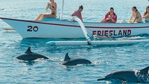 North Bali Expedition: See Dolphins, Hot Springs & Wanagiri Hills