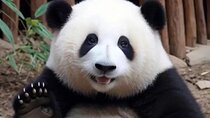 Chengdu Giant Panda Base: Small Group Tours & Official Tickets
