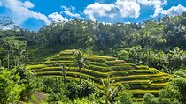 Ubud: Rice Terrace, Water Temple, Waterfall, Kecak Dance