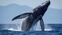 Molokini Crater Snorkel & Whale Watch Adventure (Dec 15-Mar 30)