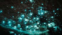 Milkyway Glowworm Cave Tour from Auckland Port