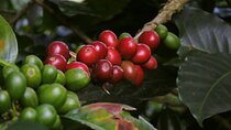 Chikmagalur Coffee Trail 2 Day Private Tour from Bangalore
