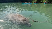 Manatee Season Guided Paddle Tour from Virginia Key