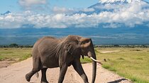 Amboseli, Tsavo Drop Coast 4x4 4 nights