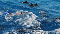Hurghada Dolphin House Full-Day Snorkeling Trip + Fresh Sea Lunch