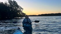 Dolphin Sanctuary Kayak Tours Twilight Mangrove Kayak