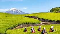 Mt.Fuji Small-Group Tour with Tea Farm,Strawberry Picking&Shrine