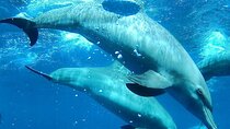 Hurghada Dolphin House VIP Adventure With Snorkeling& Lunch