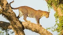 Yala National Park Private 4WD Safari Adventure All Inclusive