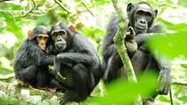5 Days Chimpanzee and Gorilla Safari Uganda