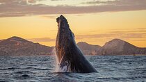 Whale Watching a Majestic Cabo Experience