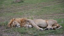 3 Days Kenya Private Safari Tour