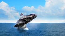 Whale Watching 2026 from Punta Cana - Full Day