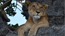Big Five Classic Safari Tanzania 7 Days Experience All Inclusive
