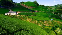 Scenic Green Tea Fields of Hidden Kyoto & Local Tea Exp (Private)