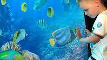 Semi Submarine Ride with Snorkeling & Transfer :Hurghada