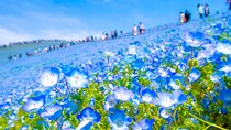 Tokyo to Hitachi Seaside Park Private Day Trip by Car