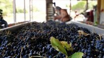 Sclavos Estate : Kefalonia Wine & Gastronomy Tour