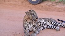 Yala National Park Private Safari (All Inclusive) From Hikkaduwa