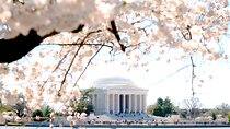 DC Cherry Blossoms Tour with 10+ Stops & Seasonal Boat Cruise