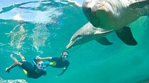 Dolphin Swim: Full-Day Snorkeling Cruise & Buffet Lunch