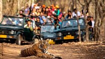 Private 4-Day Tiger Safari & Golden Triangle Tour from Delhi