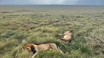 2 Days of Budget Safari to Tarangire and Ngorongoro
